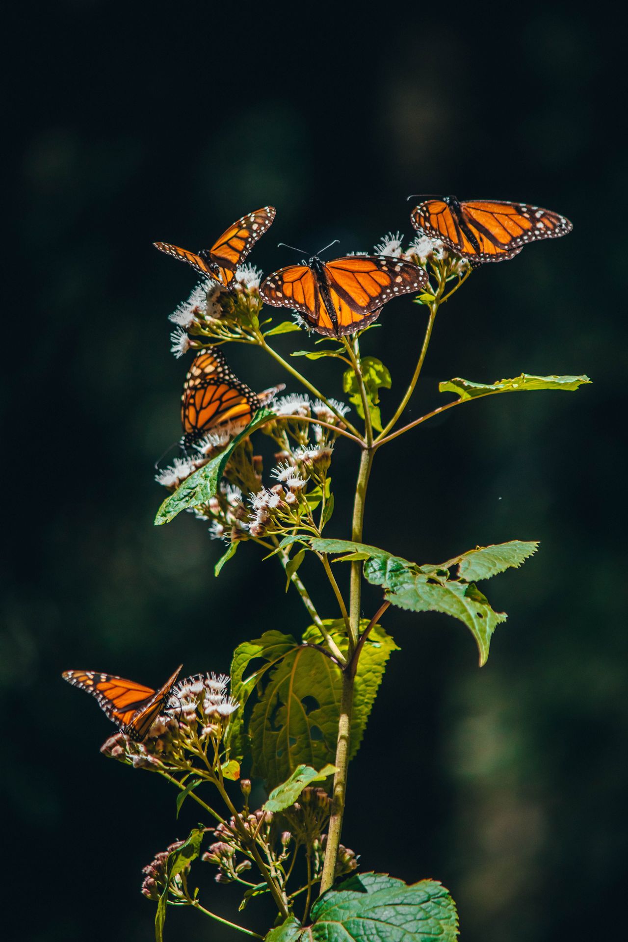 Grupo de mariposas naranjas sobre una planta