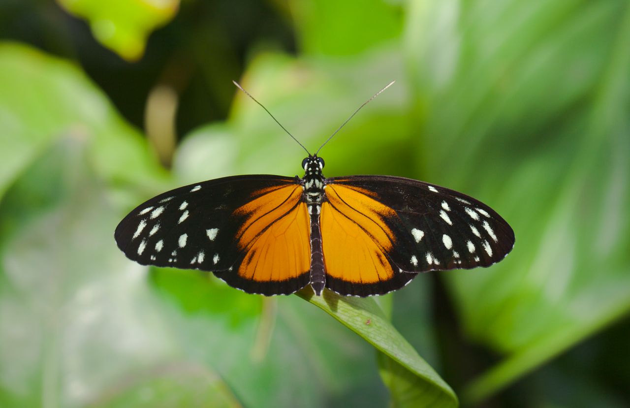 Heliconius hecale posada sobre vegetación
