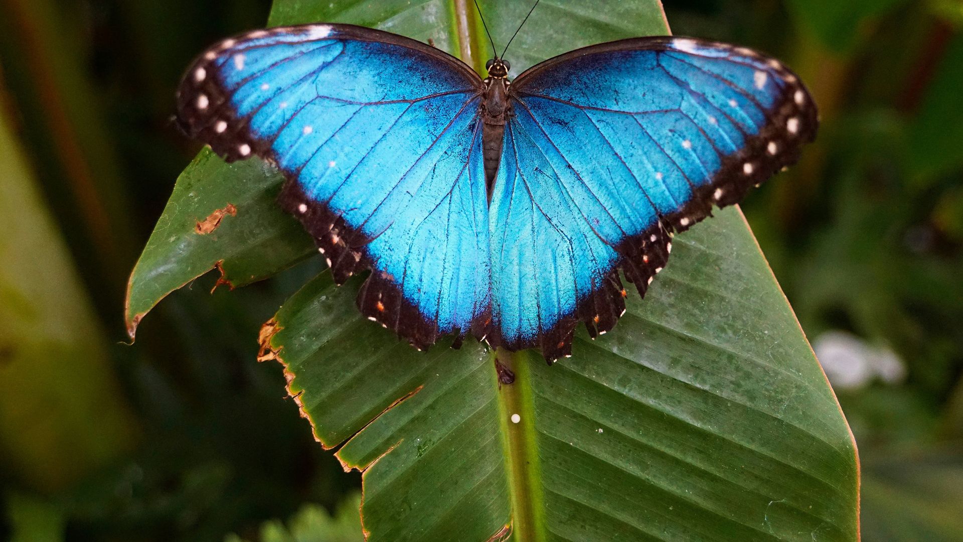 Mariposa azul posada sobre una hoja tropical