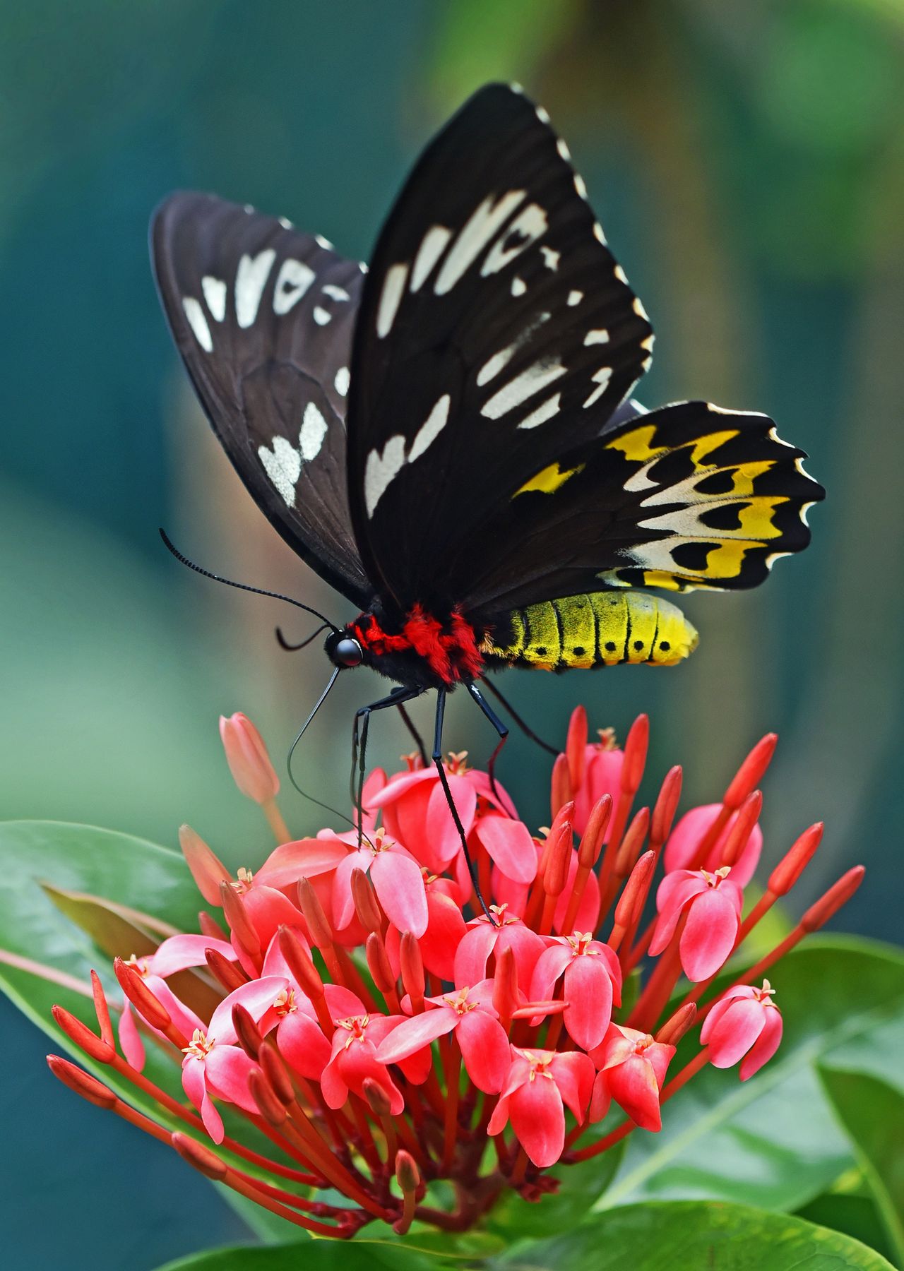 Mariposa negra y amarilla posada sobre una flor roja