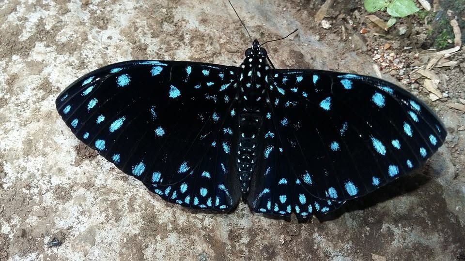 Mariposa oscura con puntos azules