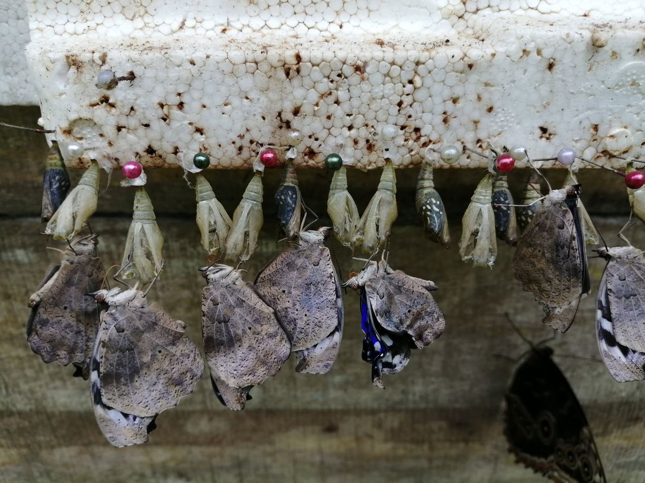 Entorno del Jardín de Mariposas La Paz