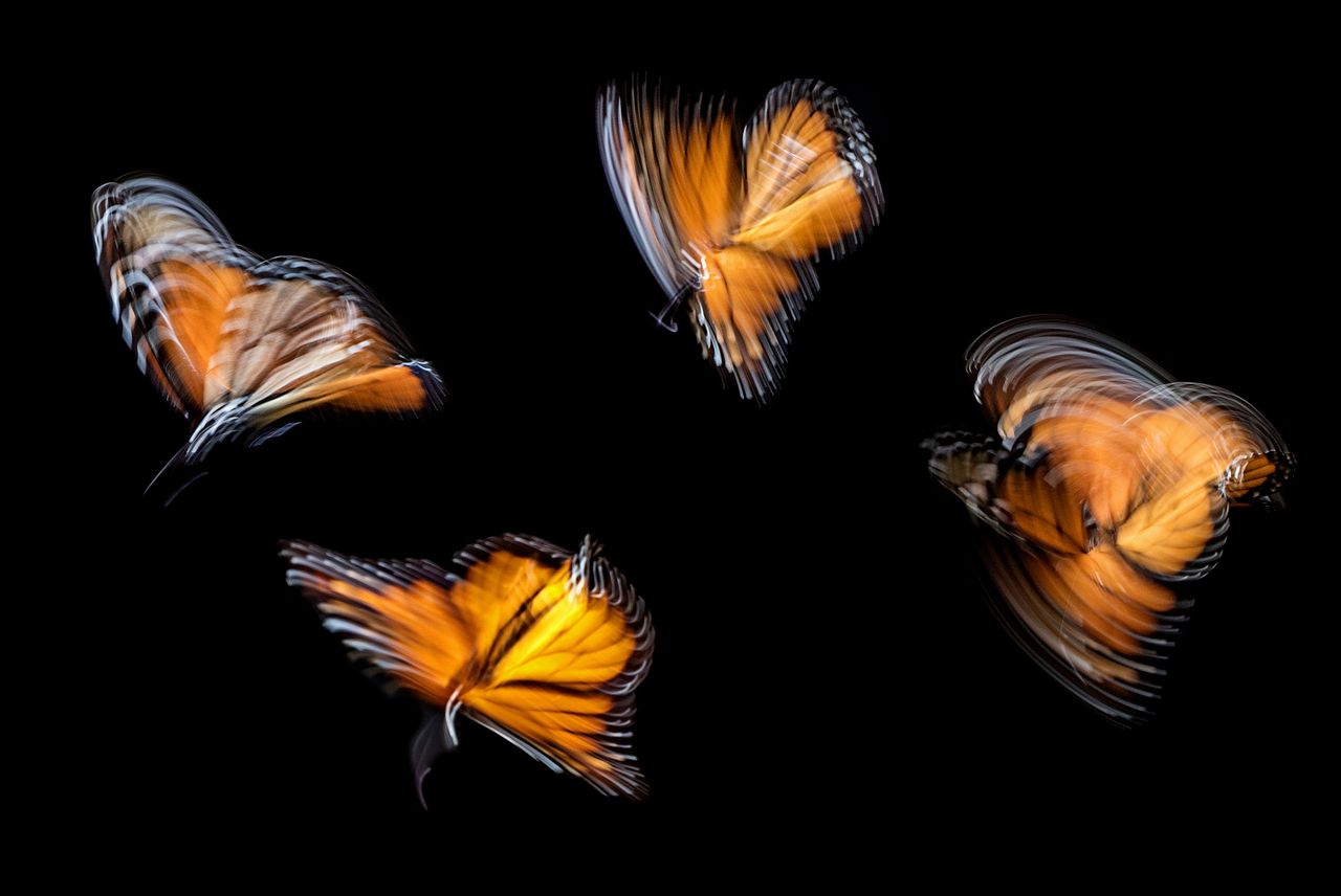 Mariposas naranjas en vuelo