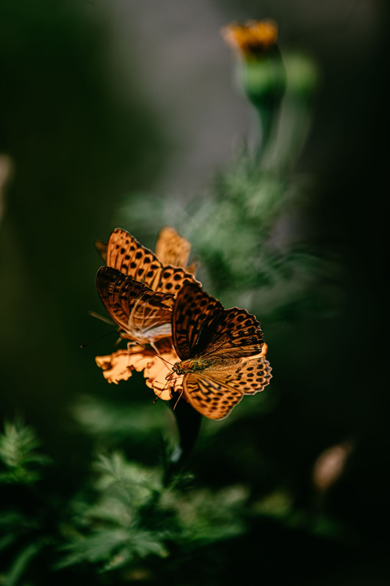Mariposas naranjas sobre fondo natural oscuro